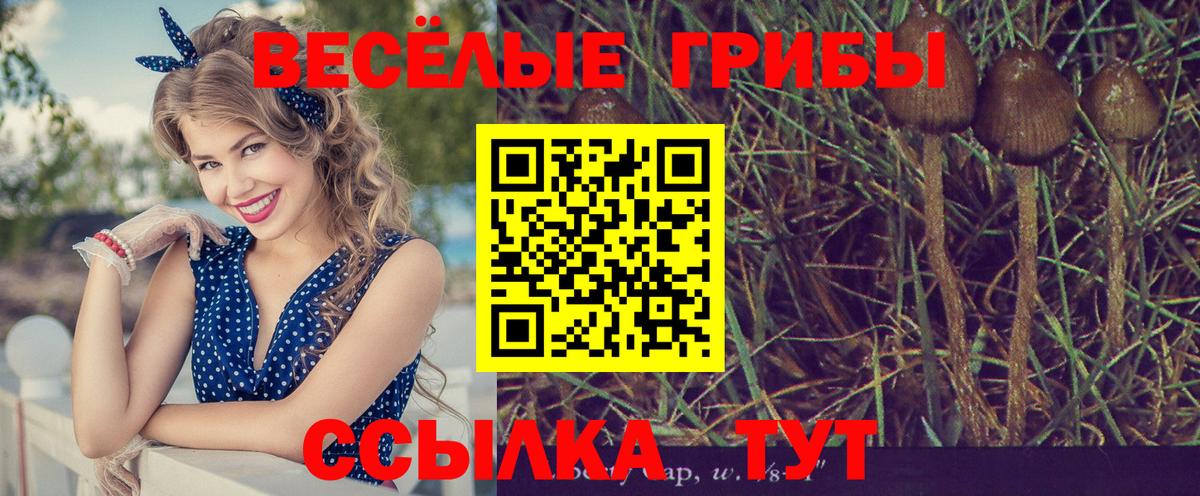 Фурманов  Псилоцибиновые грибы Psilocybe  Вход с VPN 